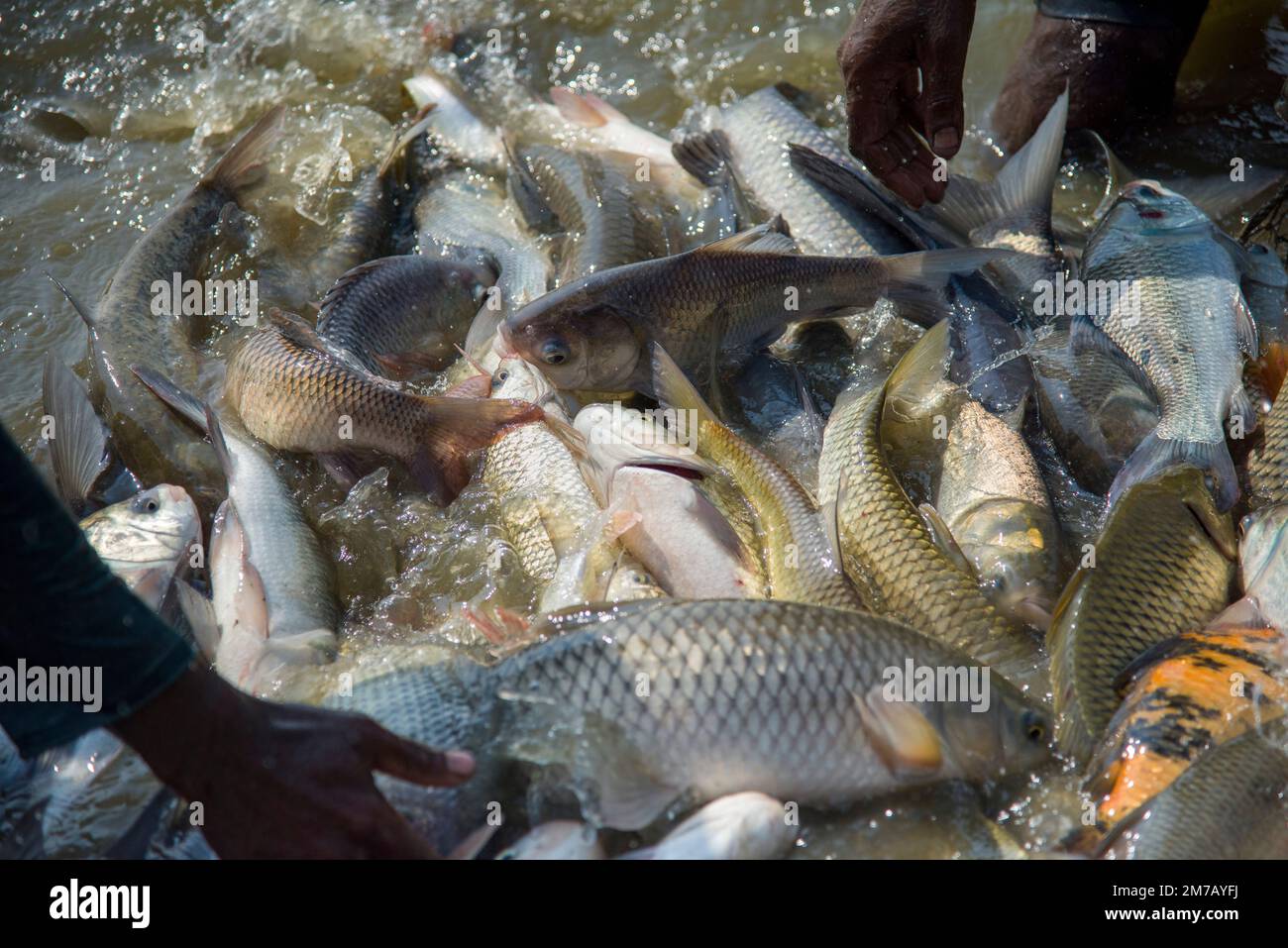 Verschiedene Arten von Karpfenfischen, die in einem Netz springen, während sie in einer Fischfarm in Khulna, Bangladesch, fischen. Stockfoto