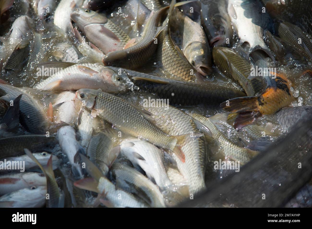 Verschiedene Arten von Karpfenfischen, die in einem Netz springen, während sie in einer Fischfarm in Khulna, Bangladesch, fischen. Stockfoto