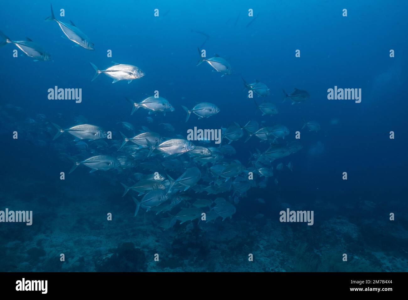 Eine Schule von Königsfisch-Thunfisch, der unter Wasser schwimmt Stockfoto
