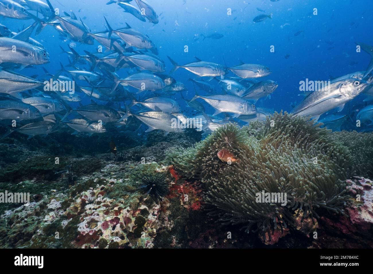 Eine Schule von Königsfisch-Thunfisch, der unter Wasser schwimmt Stockfoto