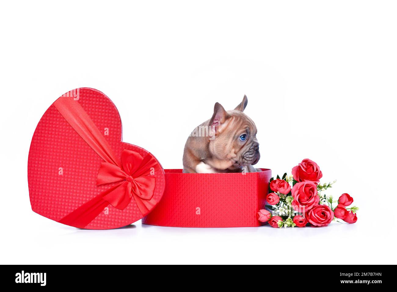 Süßer französischer Bulldog Hündchen in Valentinstag-Geschenkbox in Form eines roten Herzens mit Rosen auf weißem Hintergrund Stockfoto