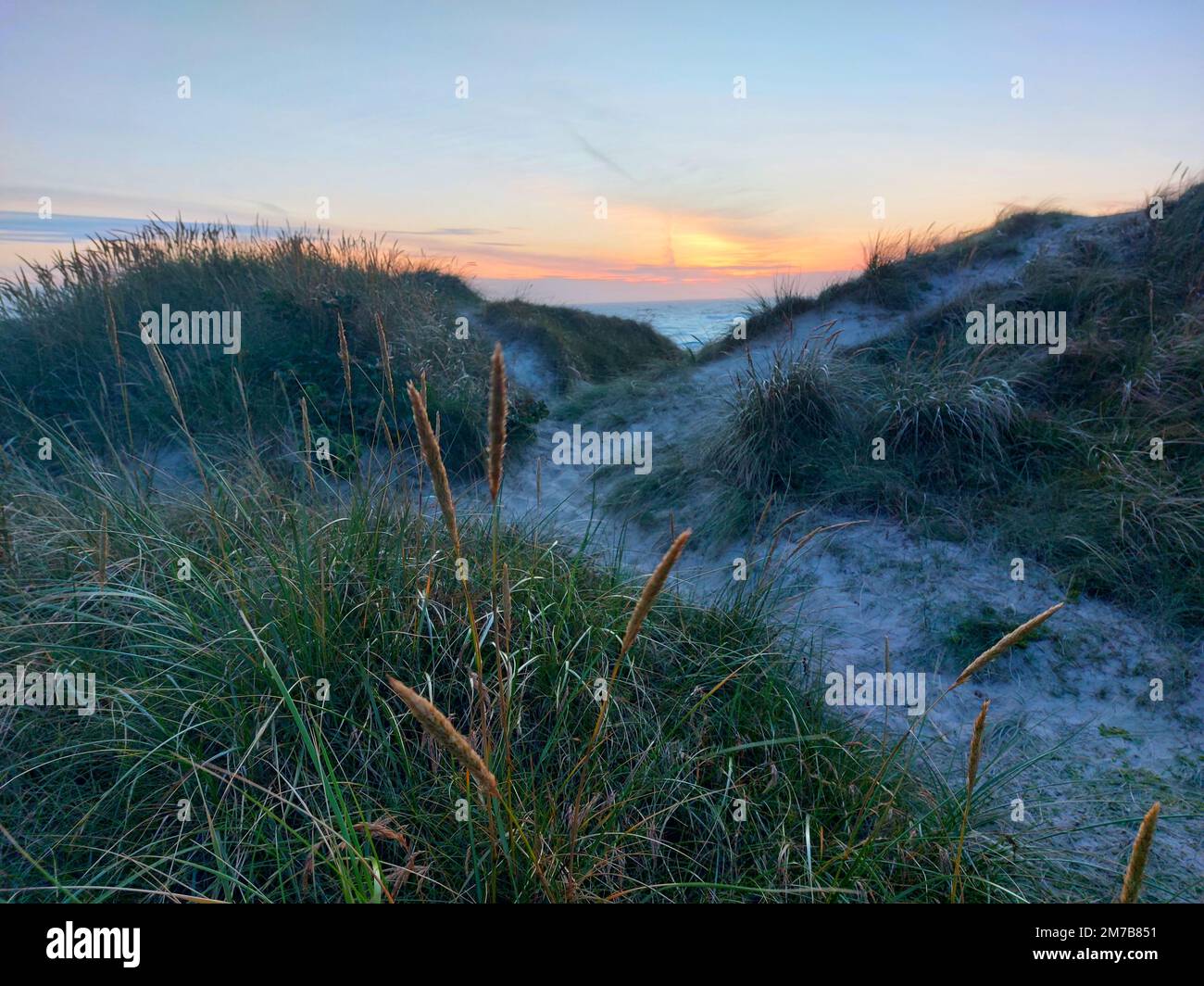 Die Büsche des Kurzstielwurms am Strand bei Sonnenuntergang mit blauem Himmel im Hintergrund Stockfoto