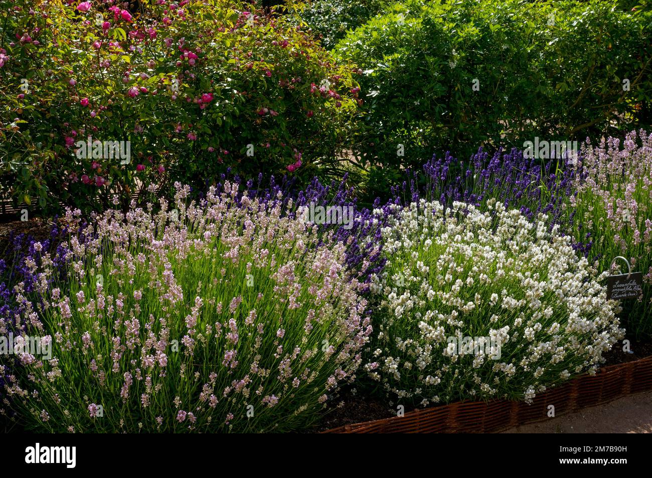 Lavendel in verschiedenen Farben Stockfoto