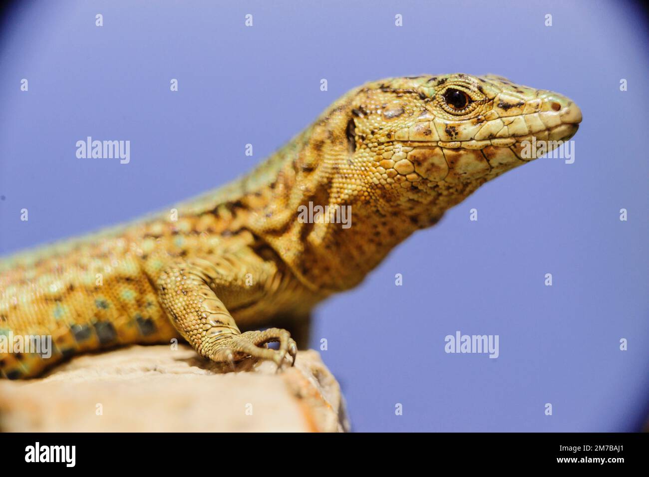 Sargantana, Podarcis lilfordi giglioli. Sa Dragonera Naturpark. Die Insel Dragonera. Tramuntana-Berge. Mallorca. Balearen. Spanien. Stockfoto