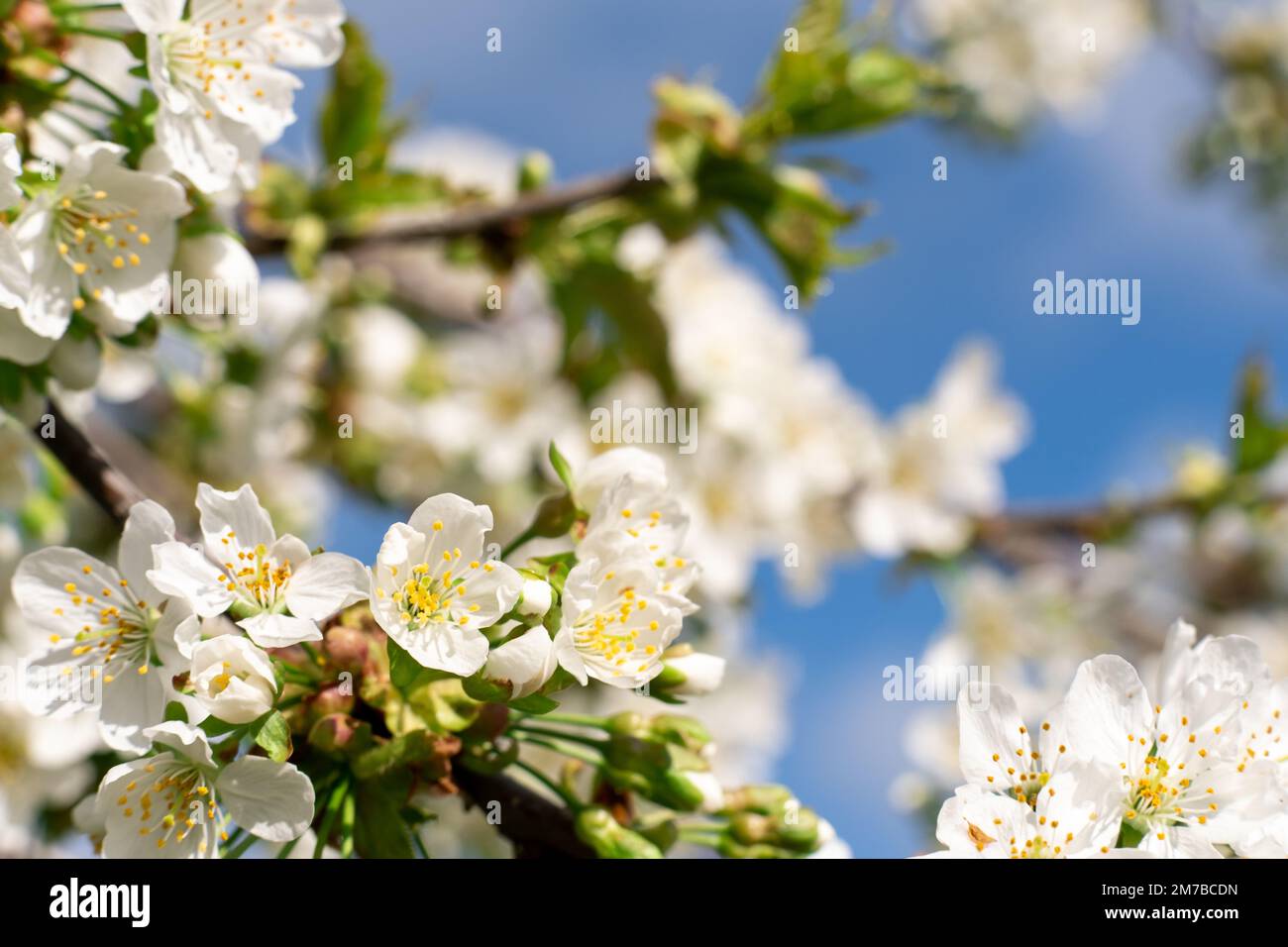Frühlingsblüten blühende Bäume, Naturschönheit Stockfoto