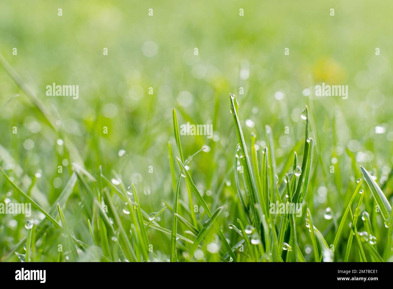 Glänzend grüner Rasen Morgentau wunderschöne Natur Stockfoto