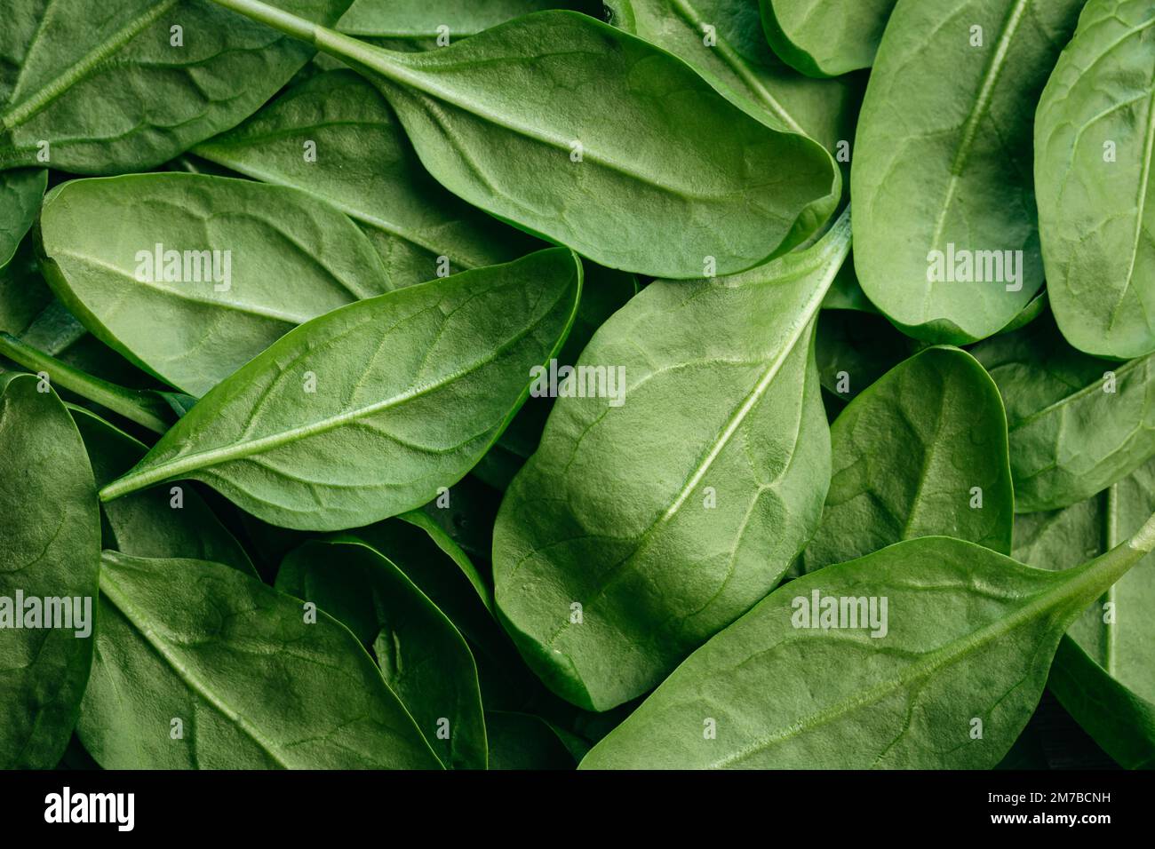 Frische grüne Baby-Spinatblätter, natürlicher Hintergrund. Stockfoto