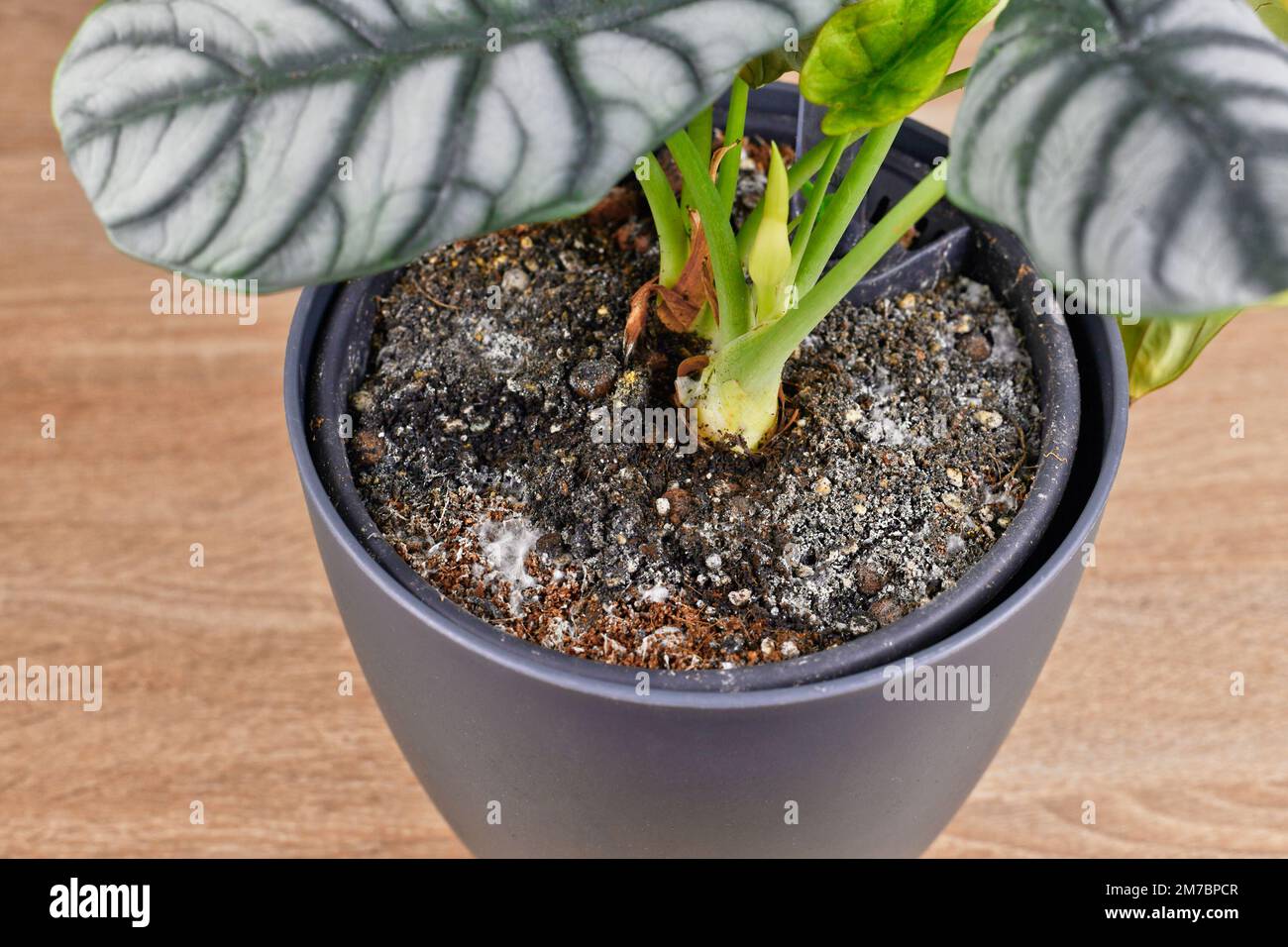 Schimmelwachstum auf dem Boden im Blumentopf der Hauspflanze Stockfoto