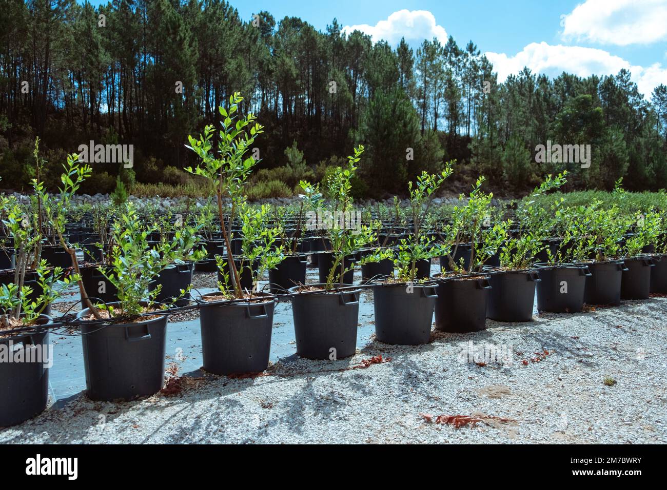 Viele Blaubeerreihen, Agro-Plastiktöpfe, organischer Anbau, Sommerernte in Portugal. Stockfoto