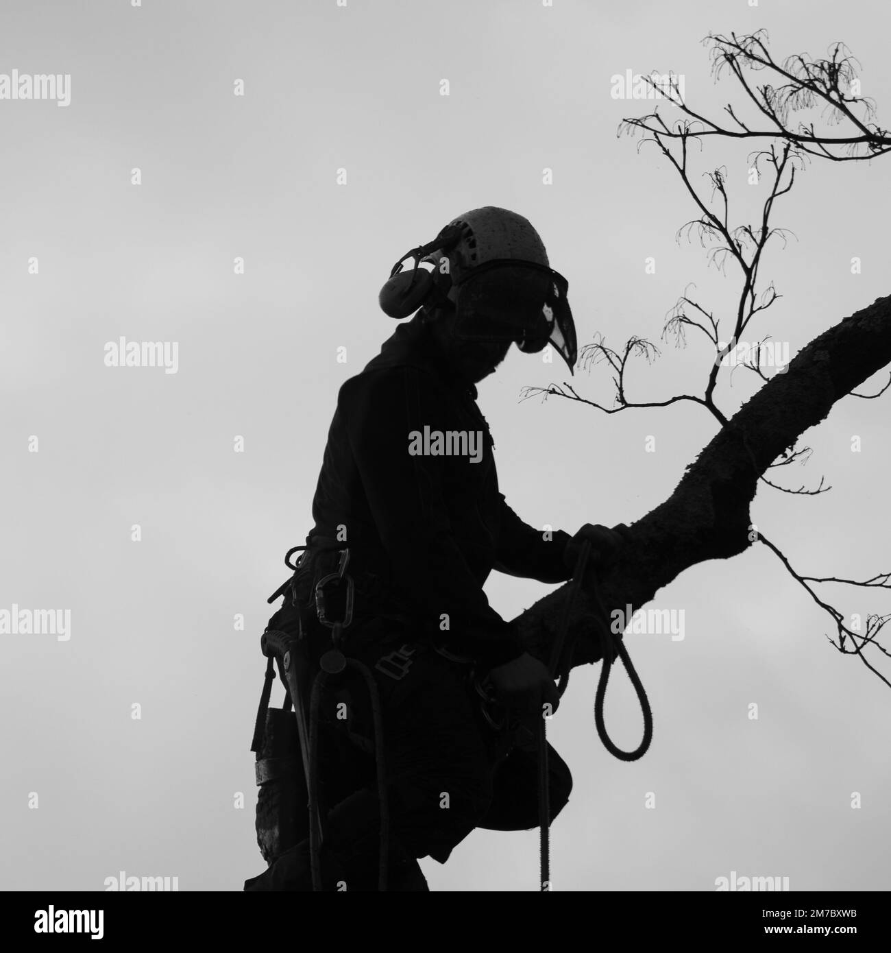 Baumchirurg Silhouette Stockfoto