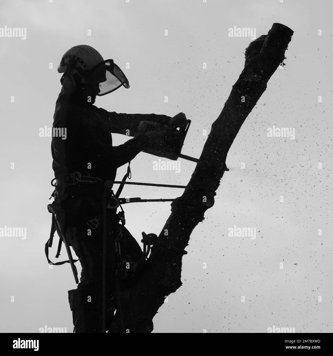 Baumchirurg Silhouette Stockfoto