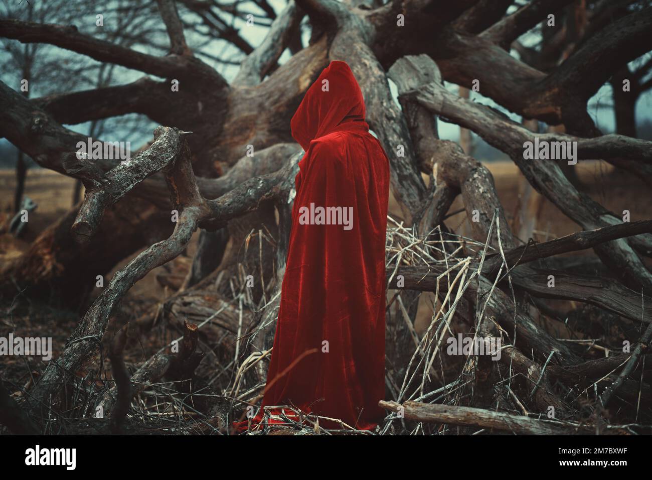 Rote Reithaube mit totem Baum Stockfoto