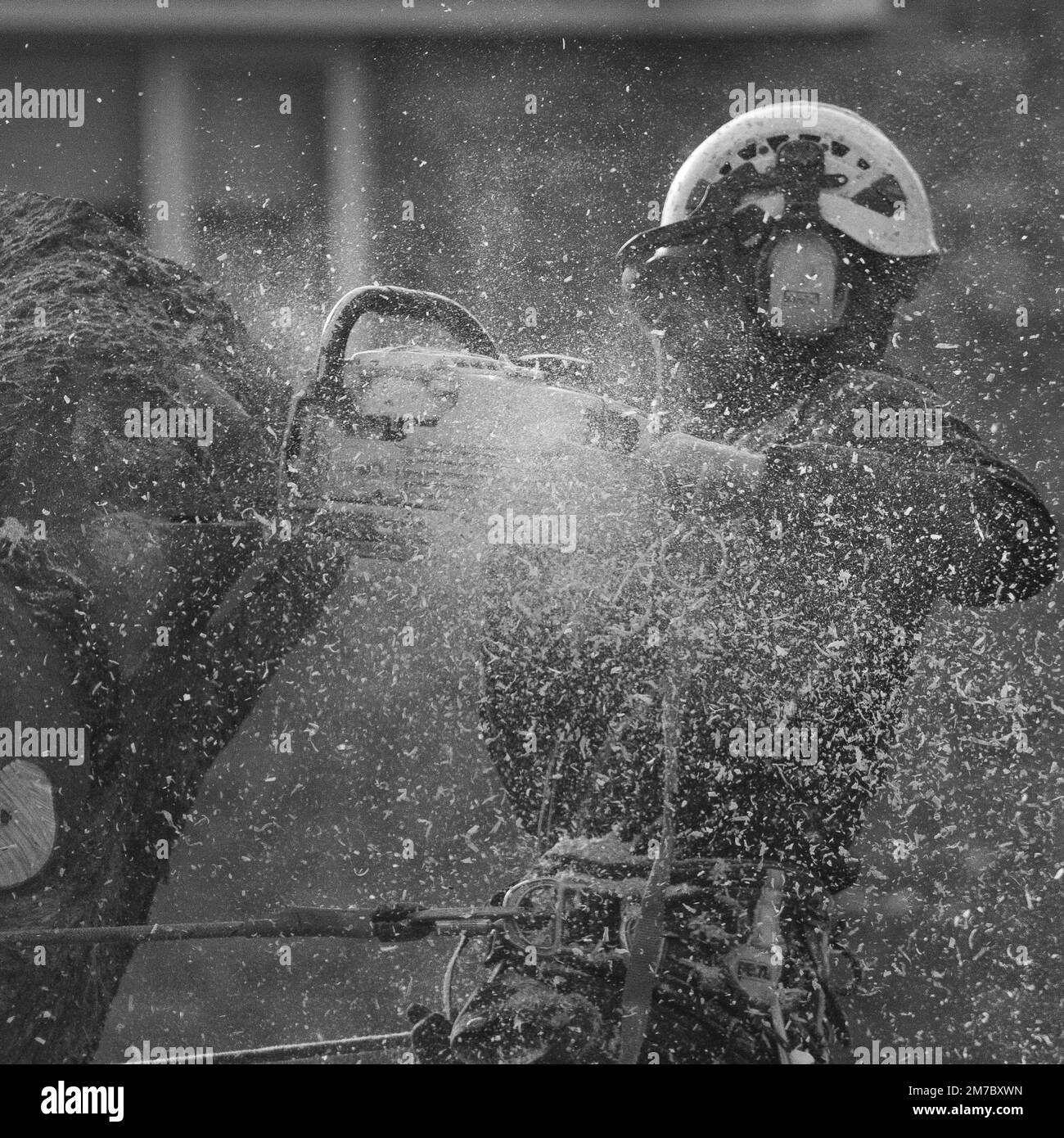 Baumchirurg bei der Arbeit mit der Kettensäge Stockfoto