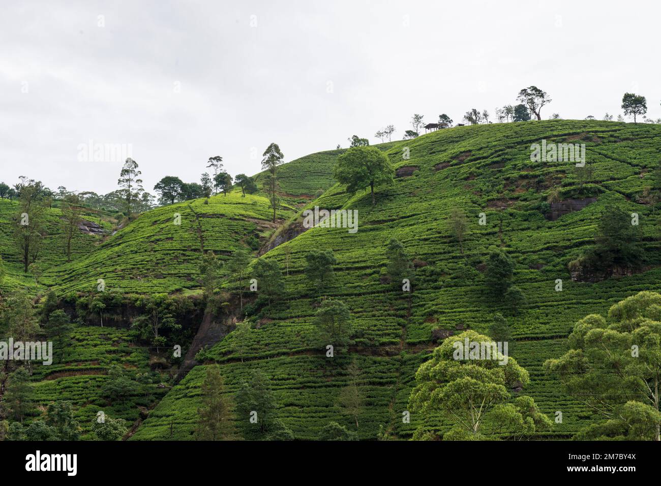 Hill Country und Teeanbaugebiet, Sri Lanka Stockfoto