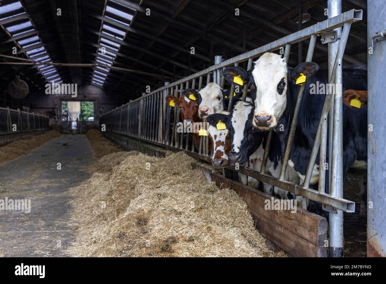 Junge Kühe in einer Scheune in einer Reihe zur Fütterungszeit, die durch Gitter eines Tores in einem Stall gucken, Färsen fressen Heu, Stroh im Stall Stockfoto