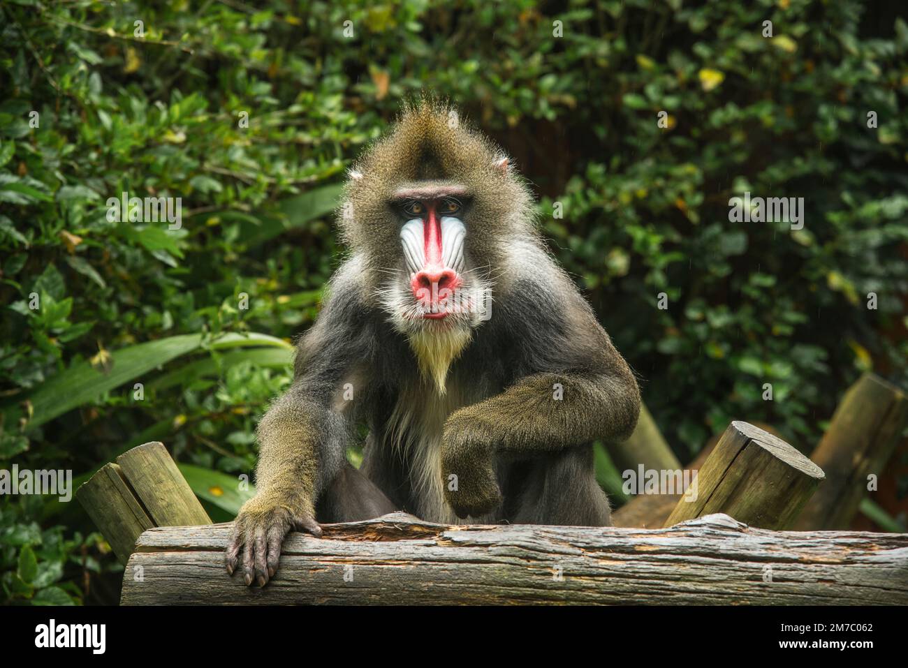 Ein wunderschöner Pavian im Zoo Stockfoto