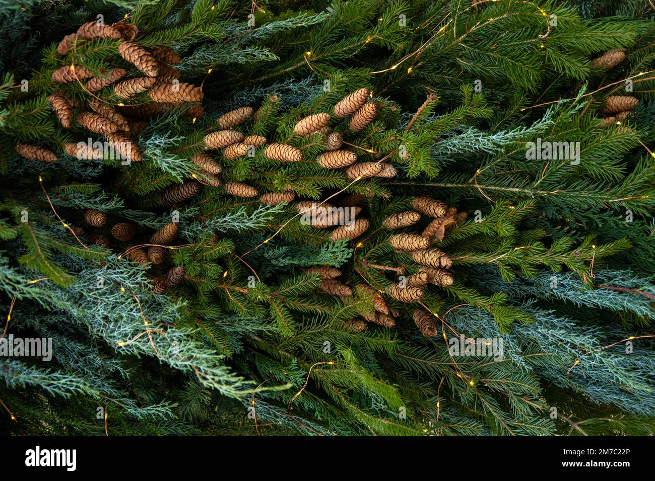 Struktur des Weihnachtsbaums. Zweige einer blauen Fichte mit Zapfen und einer Girlande-Nahaufnahme im Winter. Dekoration für Weihnachten und Neuen Stockfoto
