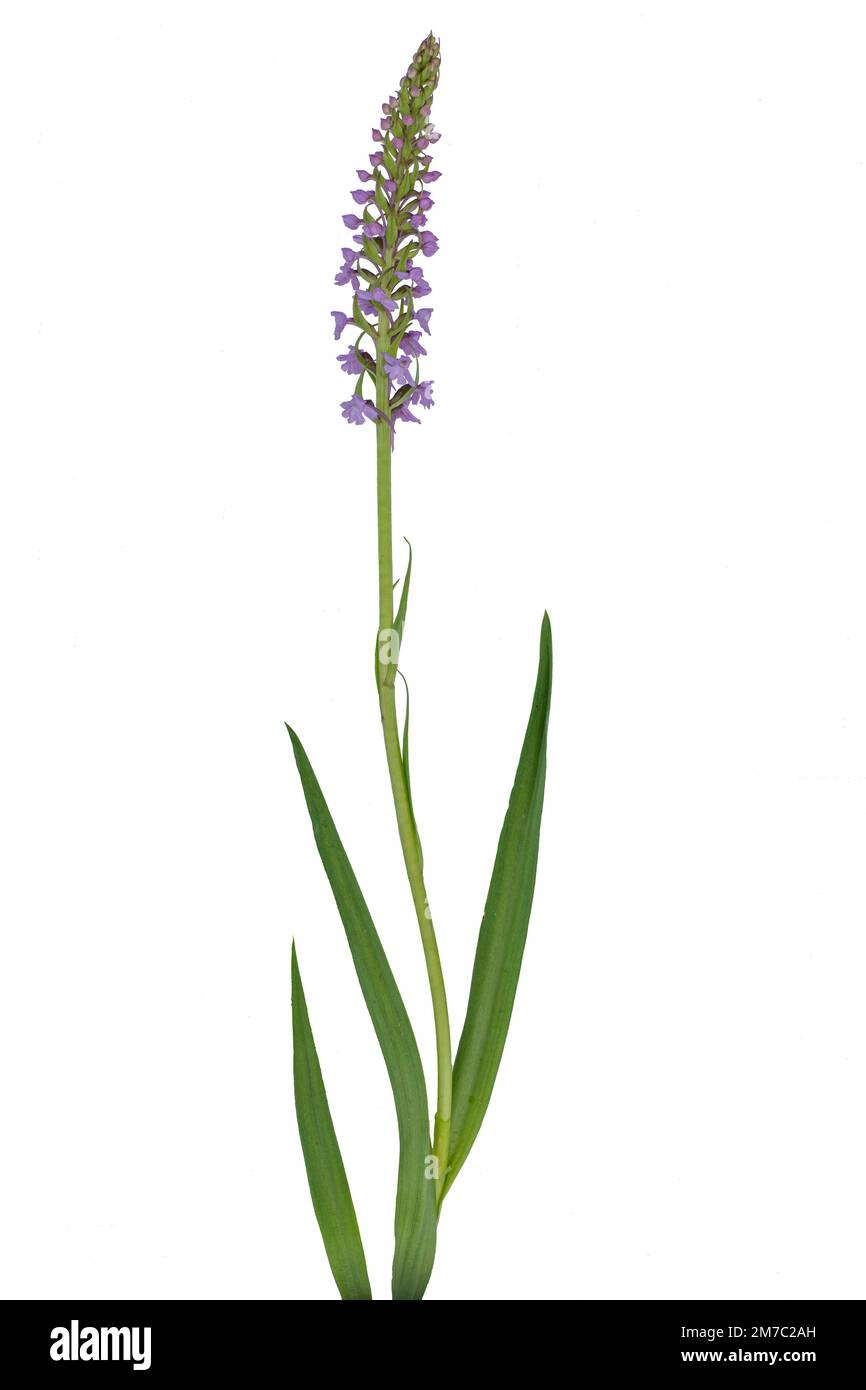 Duftende Orchidee (Gymnadenia conopsea), Cutout, Italien, Südtirol Stockfoto