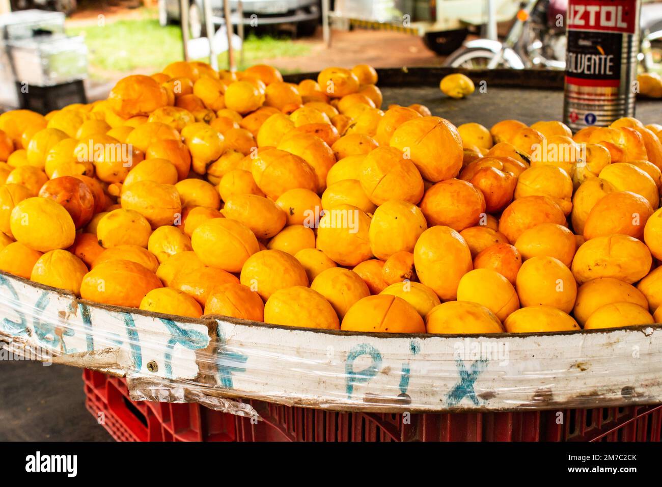 Goiania, Goiás, Brasilien – 08. Januar 2023: Details von Pequis, die auf der Messe zum Verkauf angeboten werden, mit einer Dose zum Messen der Stückzahl. Stockfoto