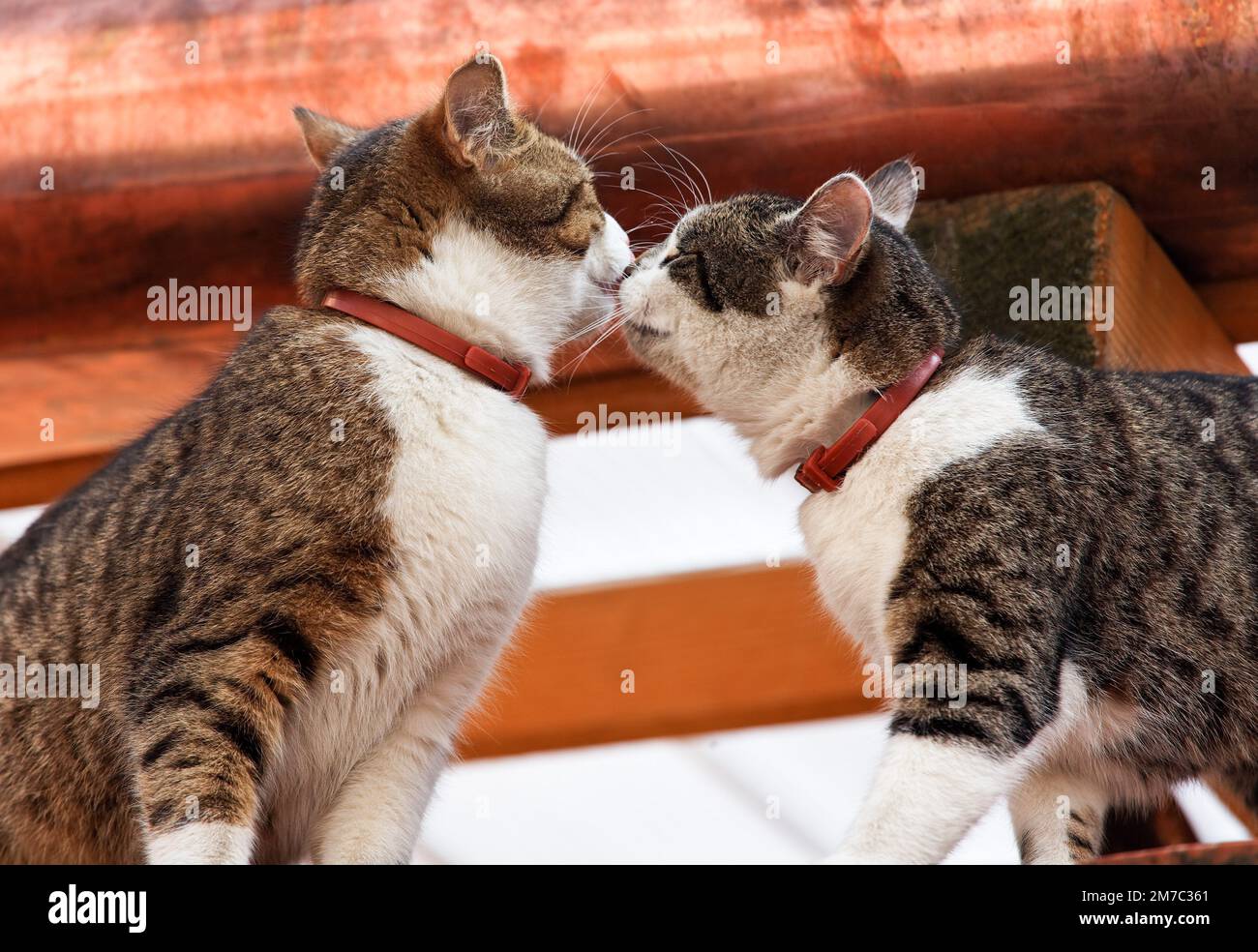 Hauskatze, Hauskatze (Felis silvestris f. catus), zwei Katzen, die sich auf einem Dach schnüffeln, Österreich Stockfoto