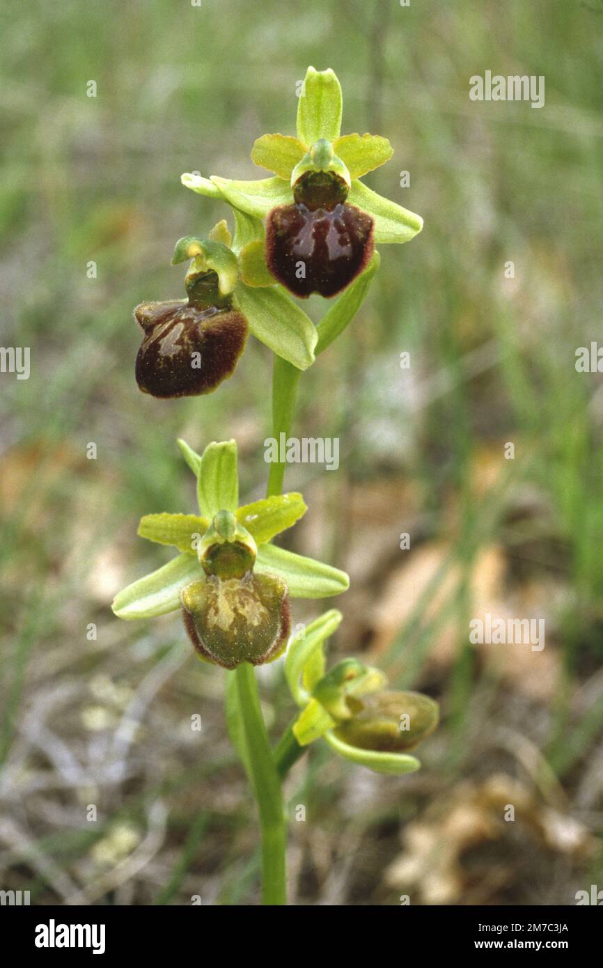 Monte Gargano ophrys (Ophrys garganica, Ophrys Passionis ssp. garganica, Ophrys sphegodes ssp. garganica), Blooming, Italien, Toskana Stockfoto