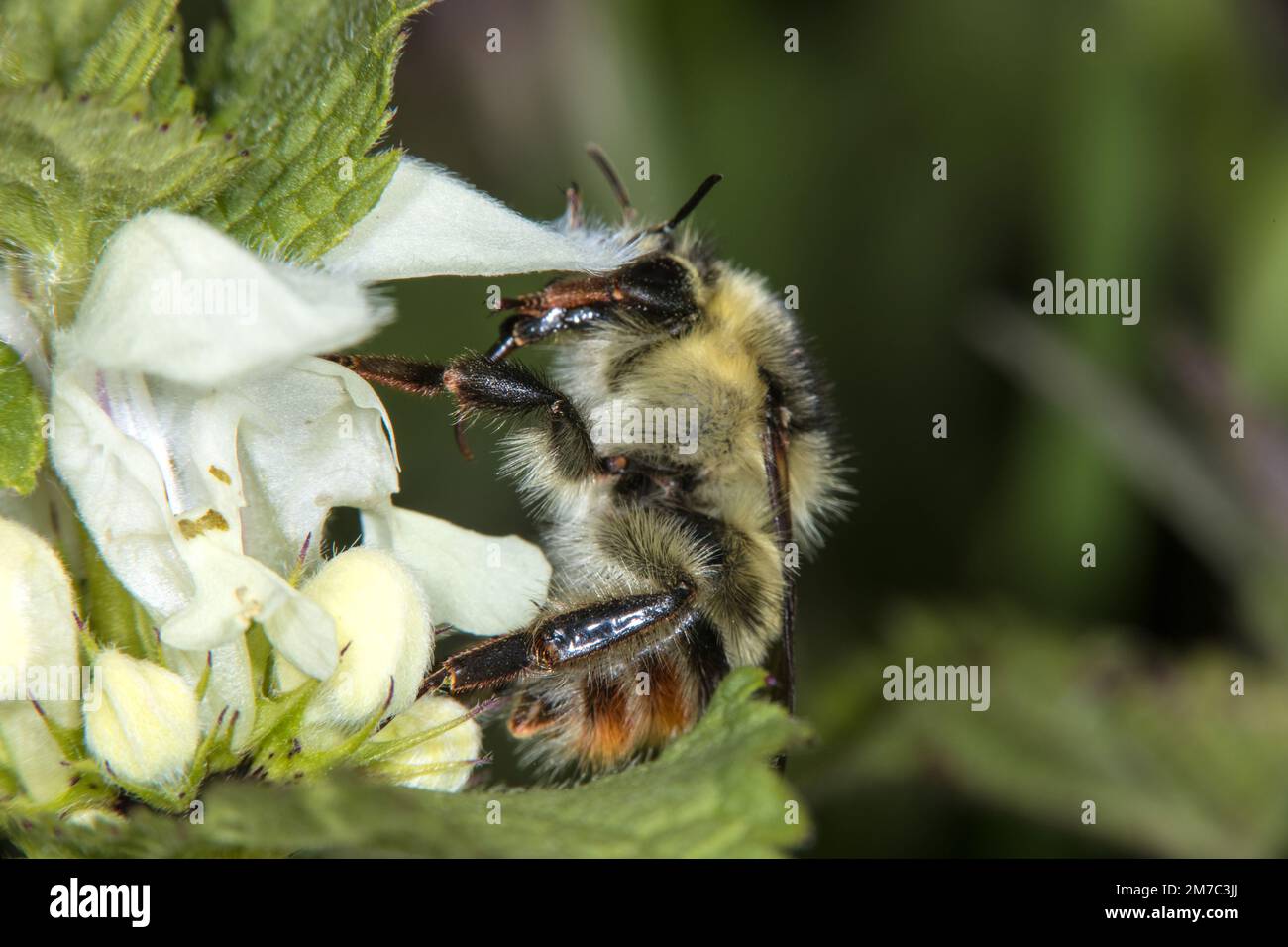 Knapweed Carder Bee, Shrill carder Bee (Bombus sylvarum), Nektar lutschen bei White Dead-Nettle, Lamium Album, Deutschland Stockfoto