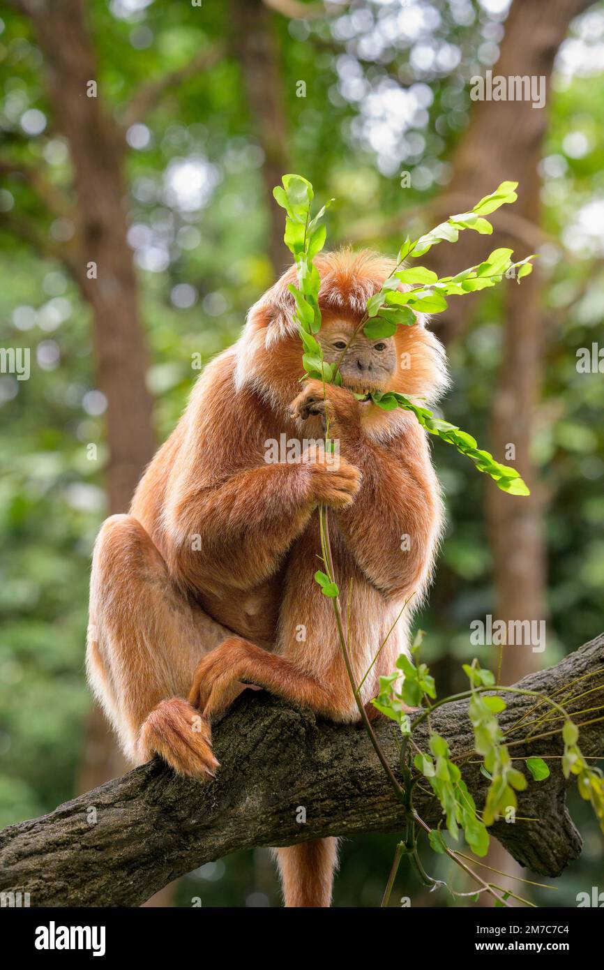 Die East Javan langur (Trachypithecus auratus) ist eine Primatenart aus der Familie der Colobinae, die in Indonesien weit verbreitet ist Stockfoto
