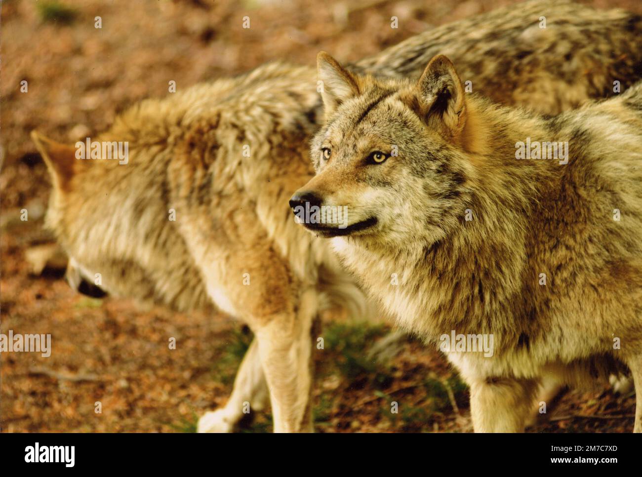 Ein Rudel Wölfe im Wald, 1990er Stockfoto