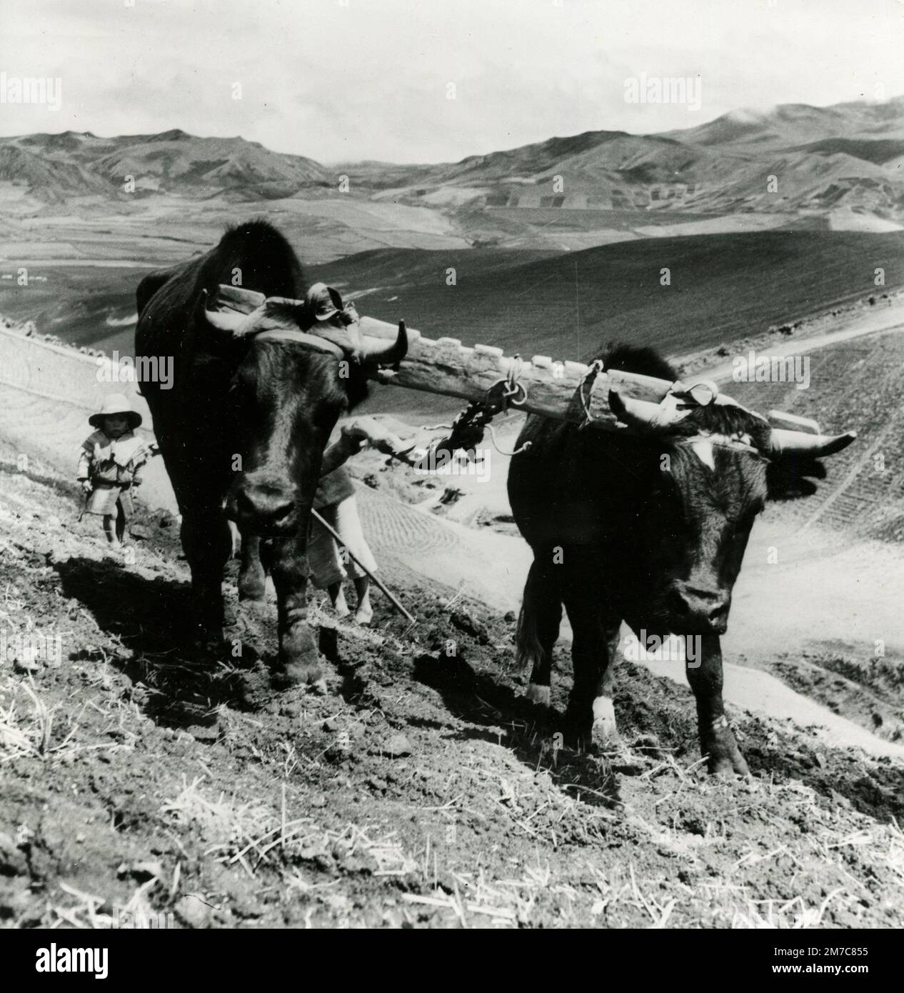 Farmer aus den Anden, der den Hang pflügt, Bolivien 1963 Stockfoto