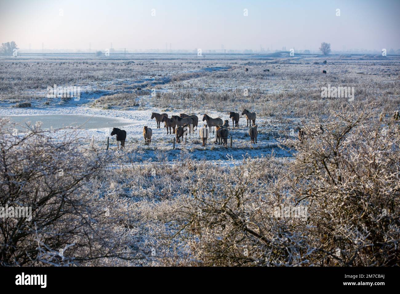 Das Bild vom 16. Dezember zeigt Konik-Pferde an einem gefrorenen Wasserloch am Wicken Fen in Cambridgeshire an einem eiskalten Freitagmorgen. Es sieht aus wie ein Stockfoto