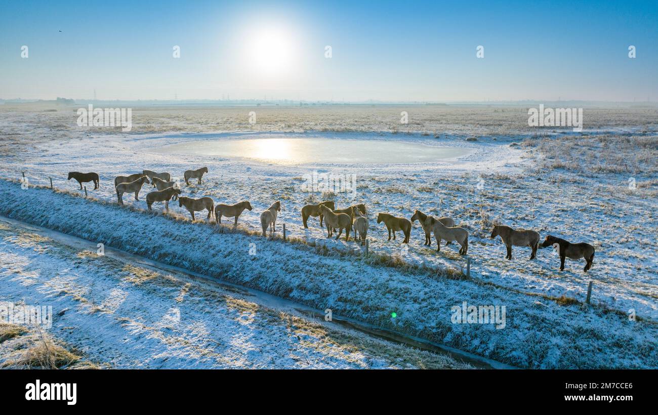 Das Bild vom 16. Dezember zeigt Konik-Pferde an einem gefrorenen Wasserloch am Wicken Fen in Cambridgeshire an einem eiskalten Freitagmorgen. Es sieht aus wie ein Stockfoto