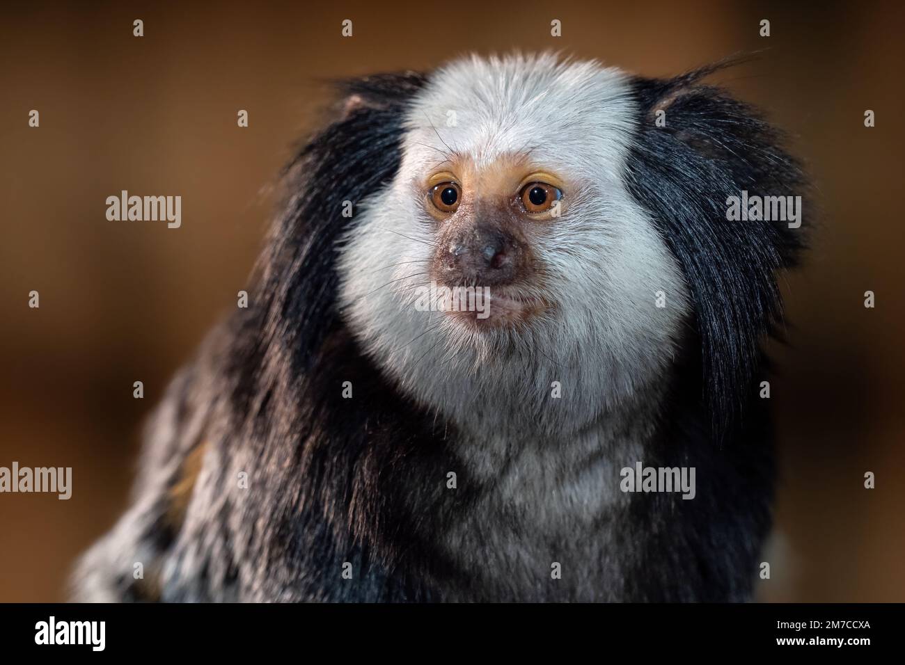 Das weiße Marmoset, Callithrix geoffroyi Stockfoto
