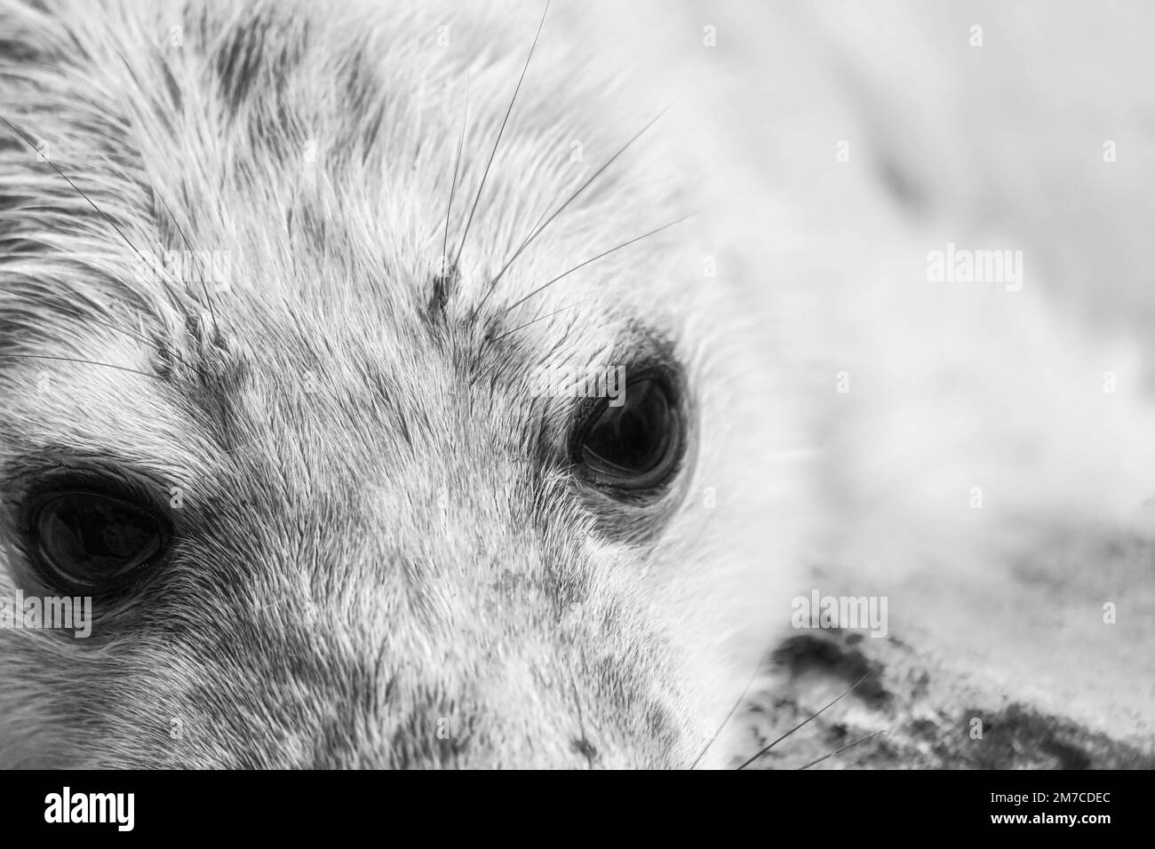 Grau seal pup Portrait Stockfoto