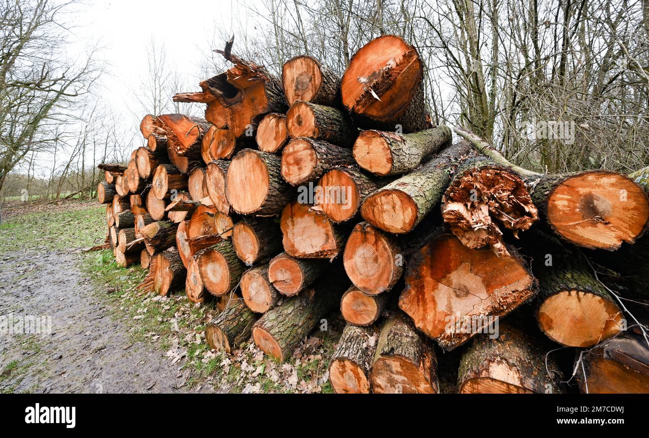 Ludwigsburg, Deutschland. 09. Januar 2023. Holz wird im Monrepos Park nach Forstarbeiten angehäuft. Kredit: Bernd Weißbrod/dpa/Alamy Live News Stockfoto