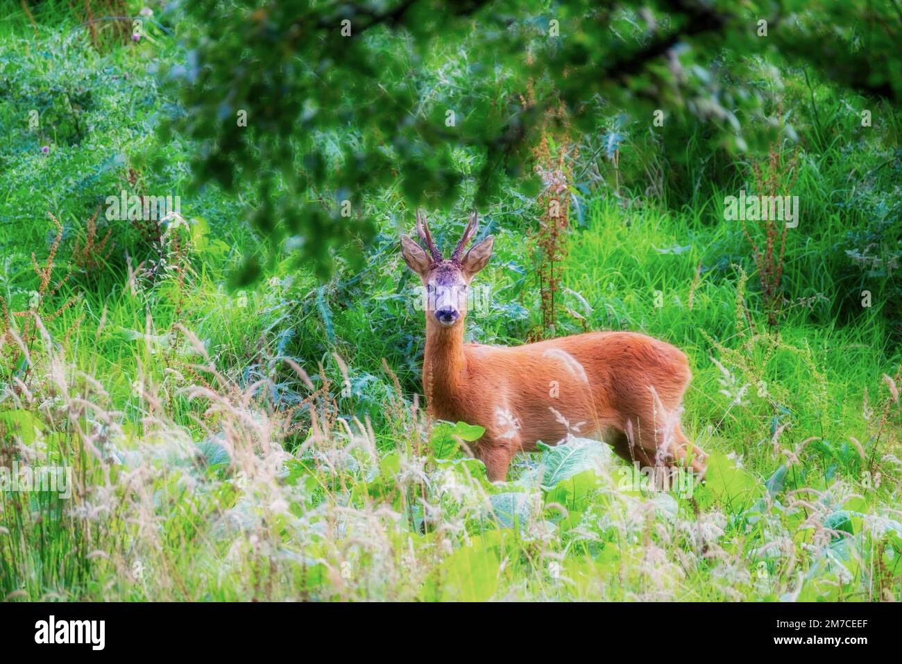 Reh-Buck im Sommerwald Stockfoto