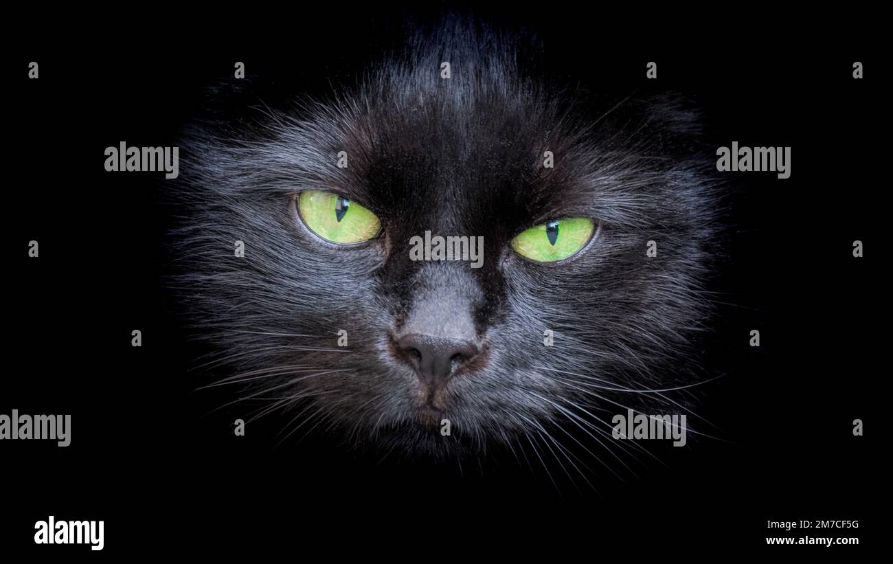 Schwarze Katze mit grünen Augen Stockfoto