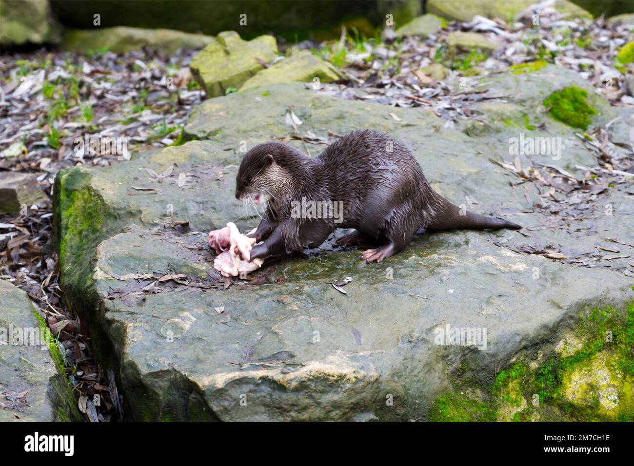 Otter isst und zerreißt das Fleischfutter Stockfoto