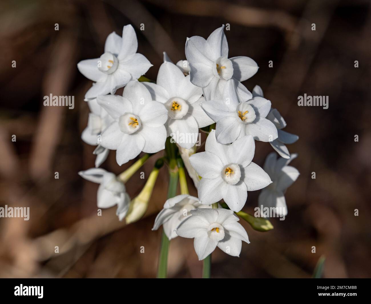 Eine kleine Ansammlung leuchtend weißer Narzissen, Narcissus Tazetta, blüht am Hikiji River in der zentralen Präfektur Kanagawa, Japan. Stockfoto