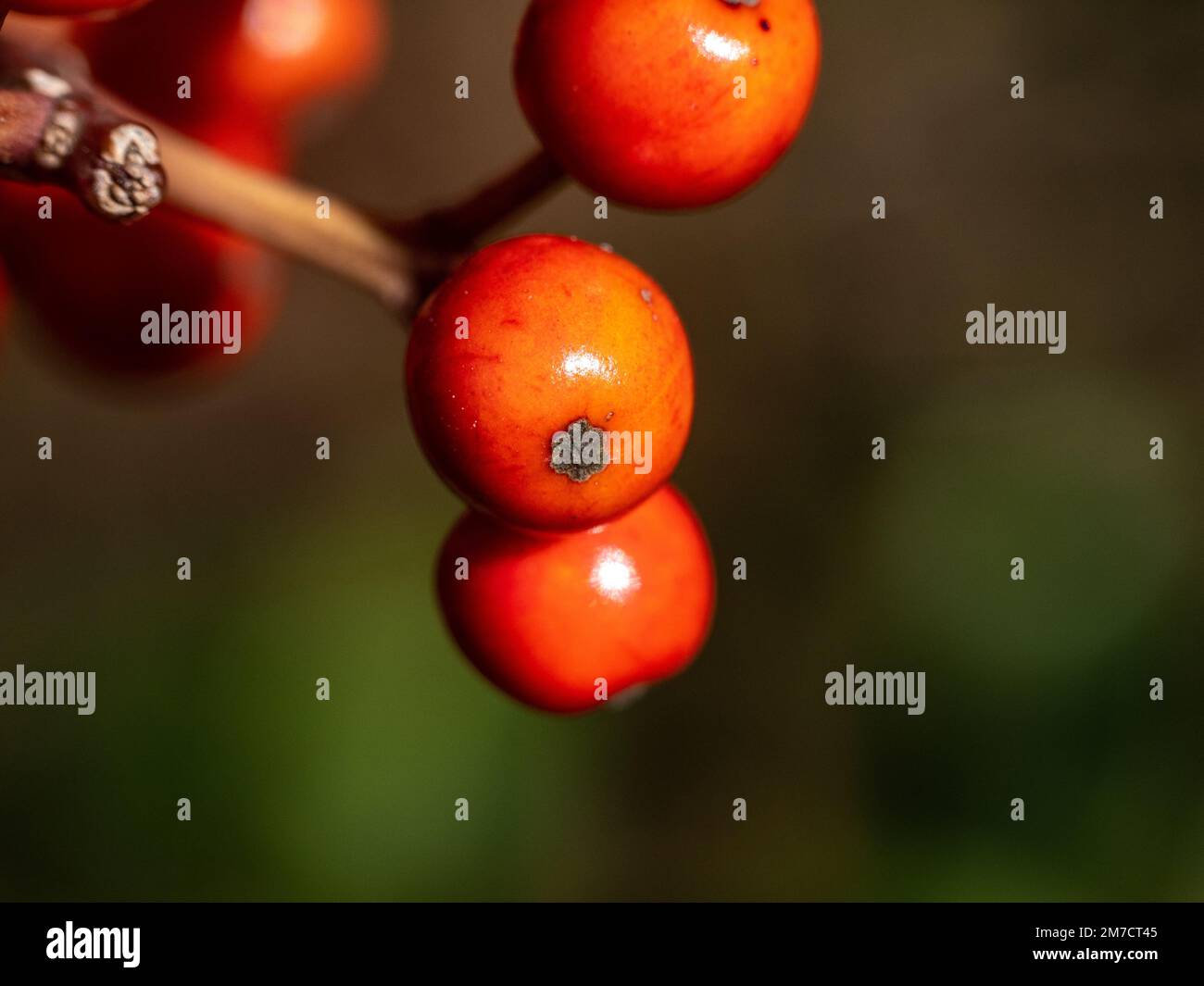 Extreme Makrofotos von kleinen roten Kurogane-Stachelbeeren, Ilex rotunda, in einem landwirtschaftlichen Gebiet in der Nähe von Yokohama, Japan. Stockfoto