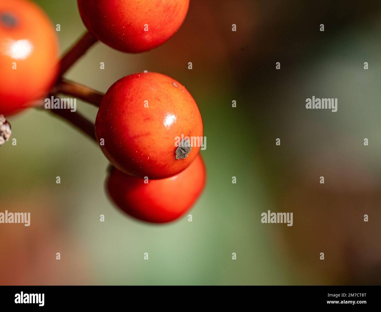 Extreme Makrofotos von kleinen roten Kurogane-Stachelbeeren, Ilex rotunda, in einem landwirtschaftlichen Gebiet in der Nähe von Yokohama, Japan. Stockfoto