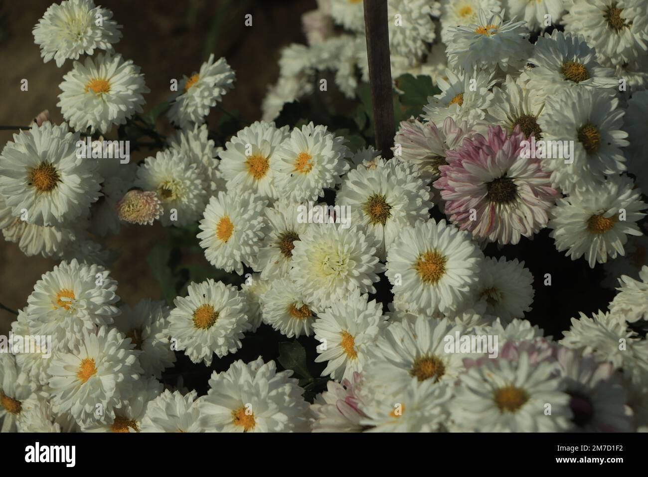 Weiße Chrysanthemen-Blüte ohne Blätter Stockfoto