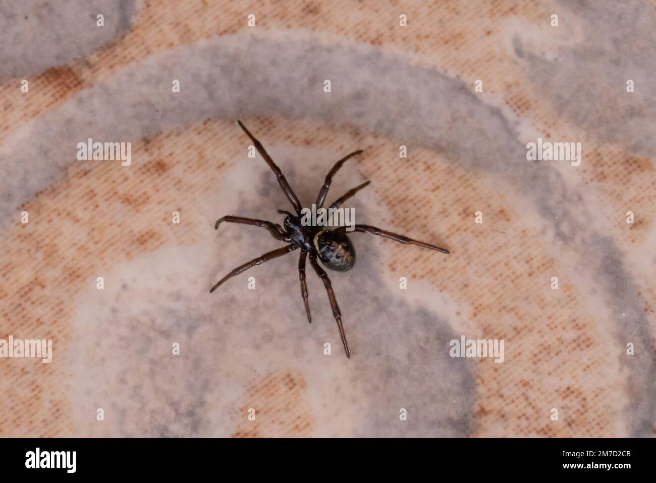 Steatoda paykulliana, mediterrane False Black Widow Spider Stockfoto