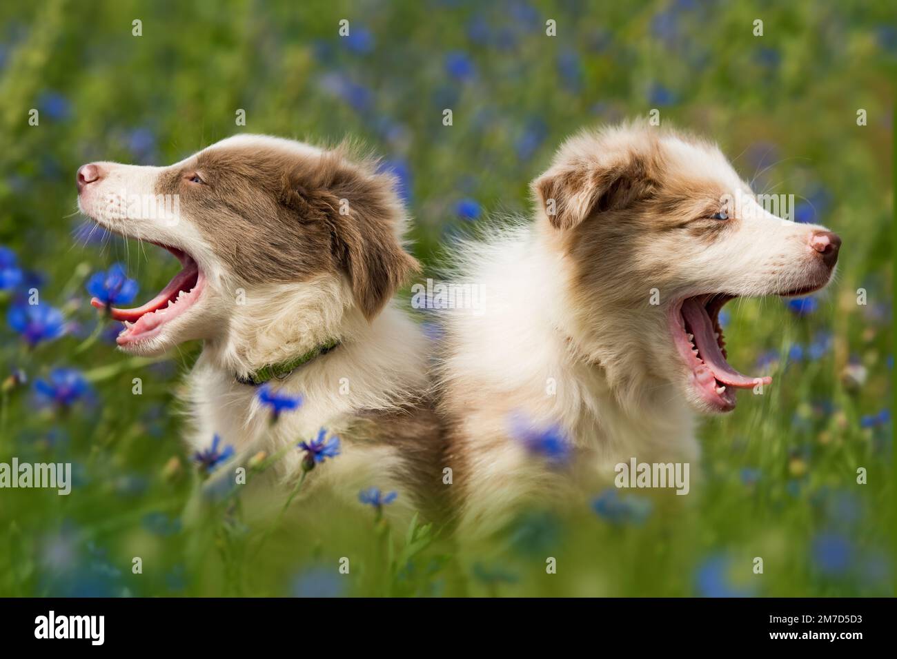 Zwei müde Welpen auf einem Kornblumenfeld Stockfoto