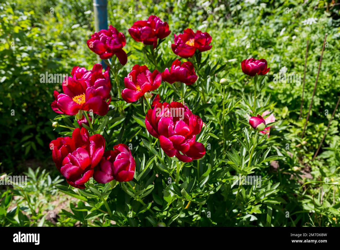 Krautige Pfingstrosen Chervonnyj Oksamit in Blumen Stockfoto