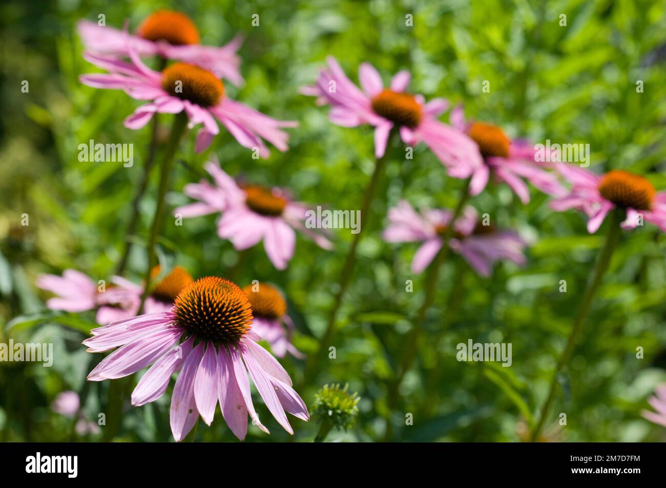 Tiefrosa und verbrannte Umberblüten wachsen im Agarden im Vereinigten Königreich. Ein Haufen großer Rudbeckia-Blüten. Stockfoto