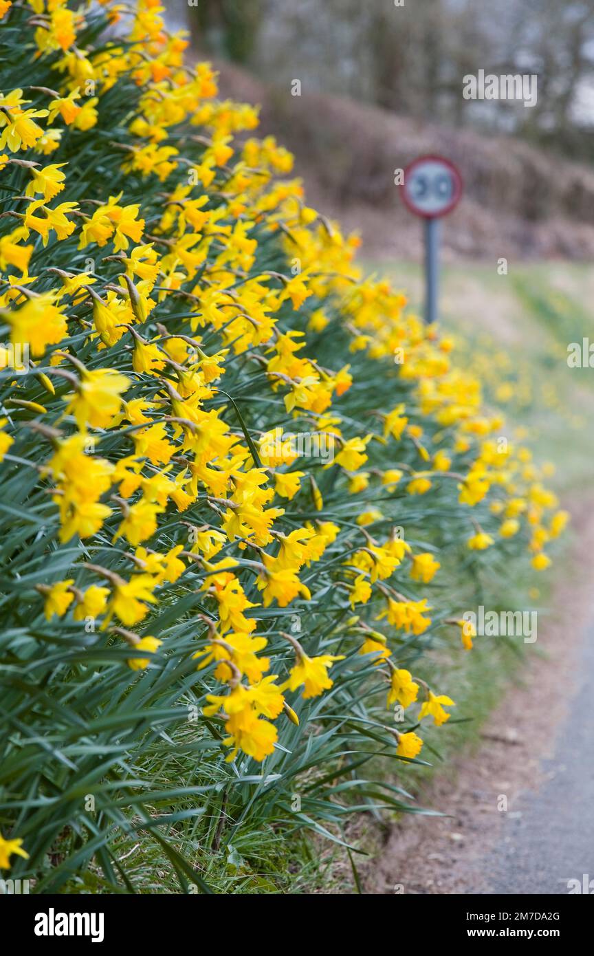 Eine Straße Seite Bank mit Narzisse Blumen in voller Blüte ein traditionellen Zeichen des Frühlings im Vereinigten Königreich und der Osterzeit zugeordnet. Stockfoto