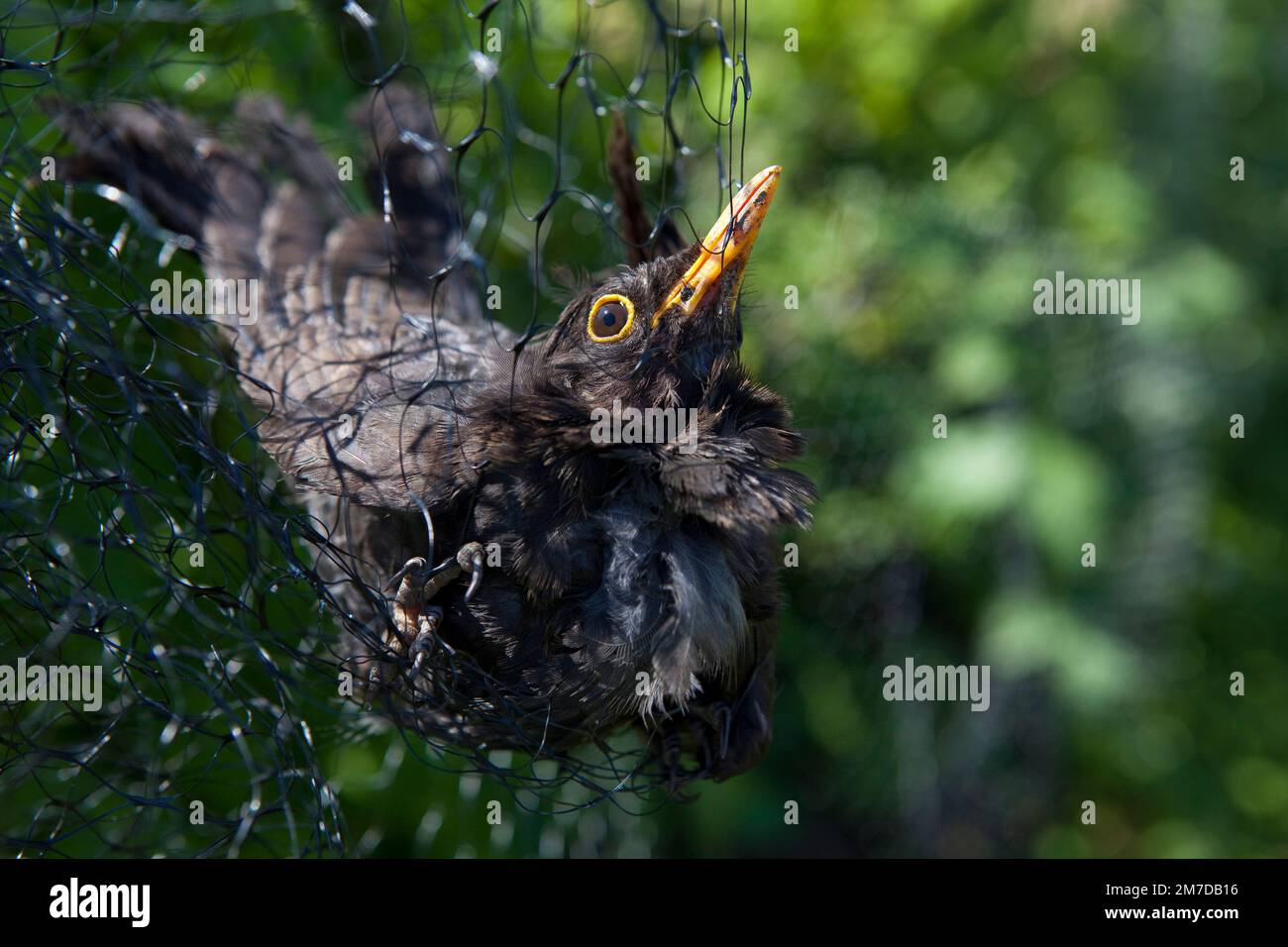 Ein Amboss hängt gefangen und kann nicht in einem Netz entkommen, das zum Schutz von weichen Früchten auf einer Fläche oder im Garten aufgestellt wurde. Der Vogel muss aus seiner Vorherrschaft gerettet und wieder freigelassen werden. Stockfoto