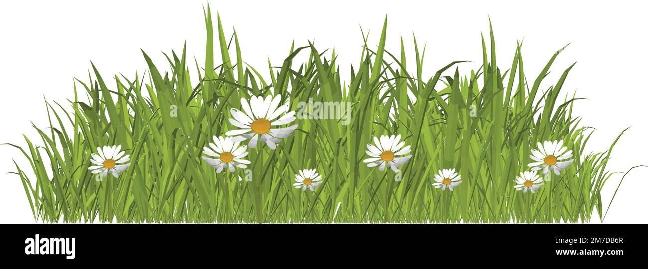 Wilde Frühlingsbäume und Gartenblumen isoliert auf weißem Vektorset. Illustration von Frühlings-, Natur- und Sommerblumen im Garten. Stock Vektor