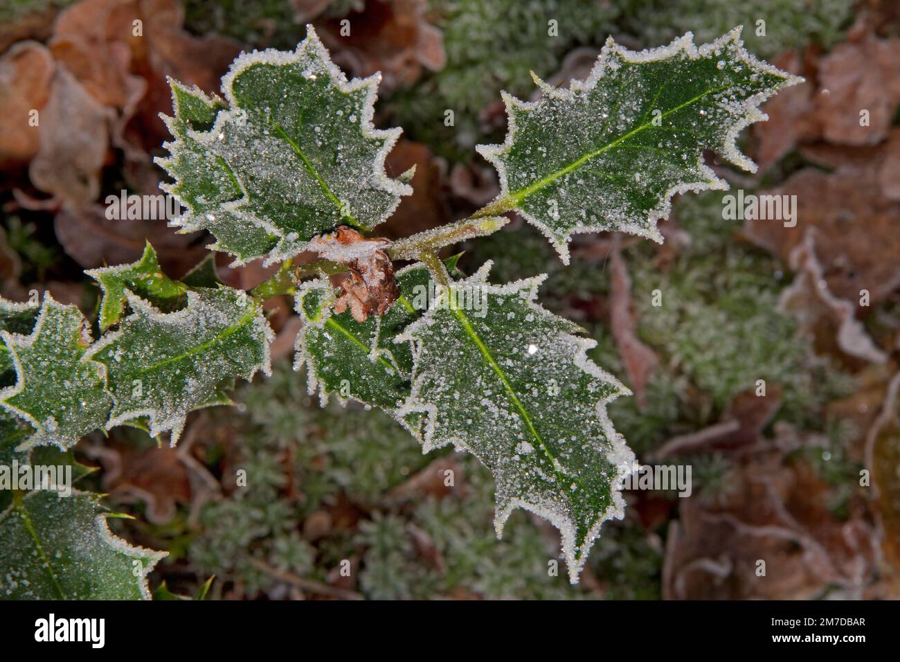 Holly-Ast mit Eiskristallen an den Kanten und an den Wirbelsäulen der Blätter Stockfoto