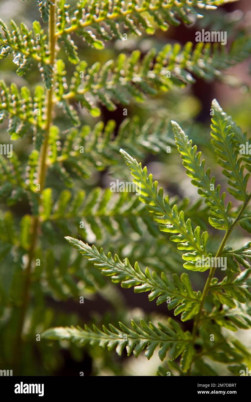 Detail der komplizierte und aufwendige Muster der Blätter oder Wedel eines Farns. Stockfoto